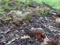 Neoboletus praestigiator (Neoboletus praestigiator), Zemplén